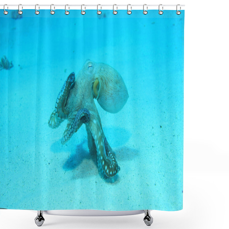 Personality  Reef Octopus Underwater Shower Curtains