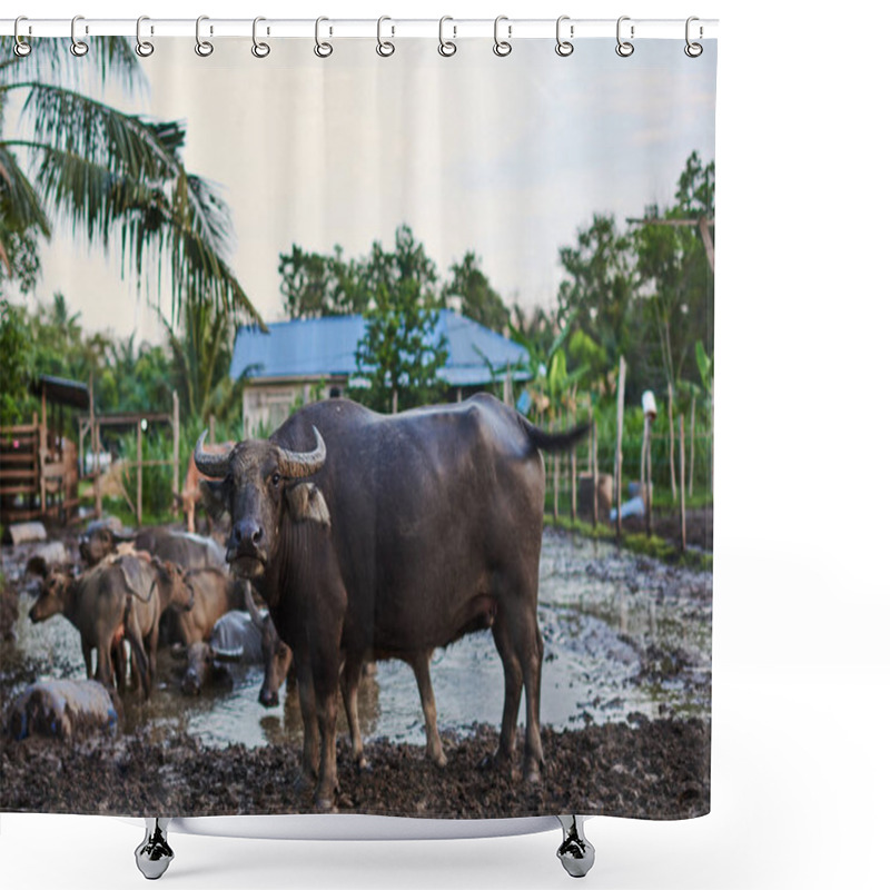 Personality  Group Of Buffaloes And Cows In Rural Farm. Water Asian Buffalo In Corral. Animal For Help Work In Rice Field. Ecology Farm. Cattle Pen, Domestic Animal, Livestock In Rural Farm. Countryside, Rural Shower Curtains