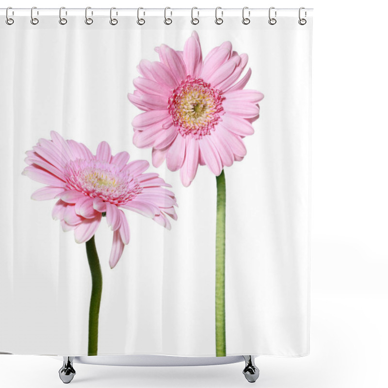 Personality  Two Pink Gerber Daisy Flowers Shower Curtains