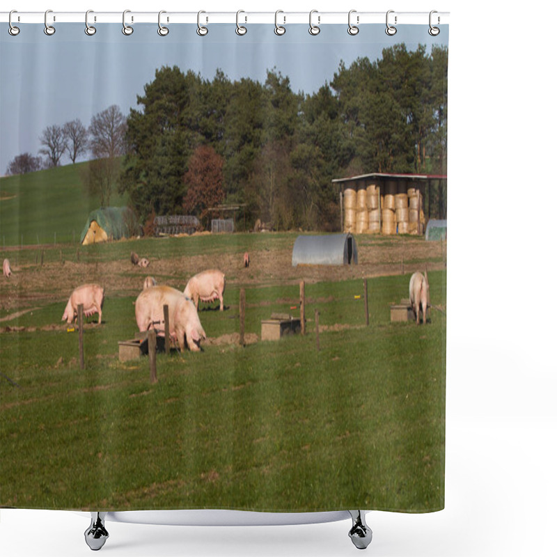 Personality  Breeding Pigs In Organic Farming Shower Curtains