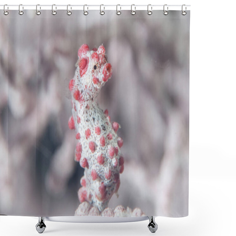 Personality  A Pygmy Seahorse, Hippocampus Bargabanti, Clings To A Gorgonian With Its Prehensile Tail. Shower Curtains