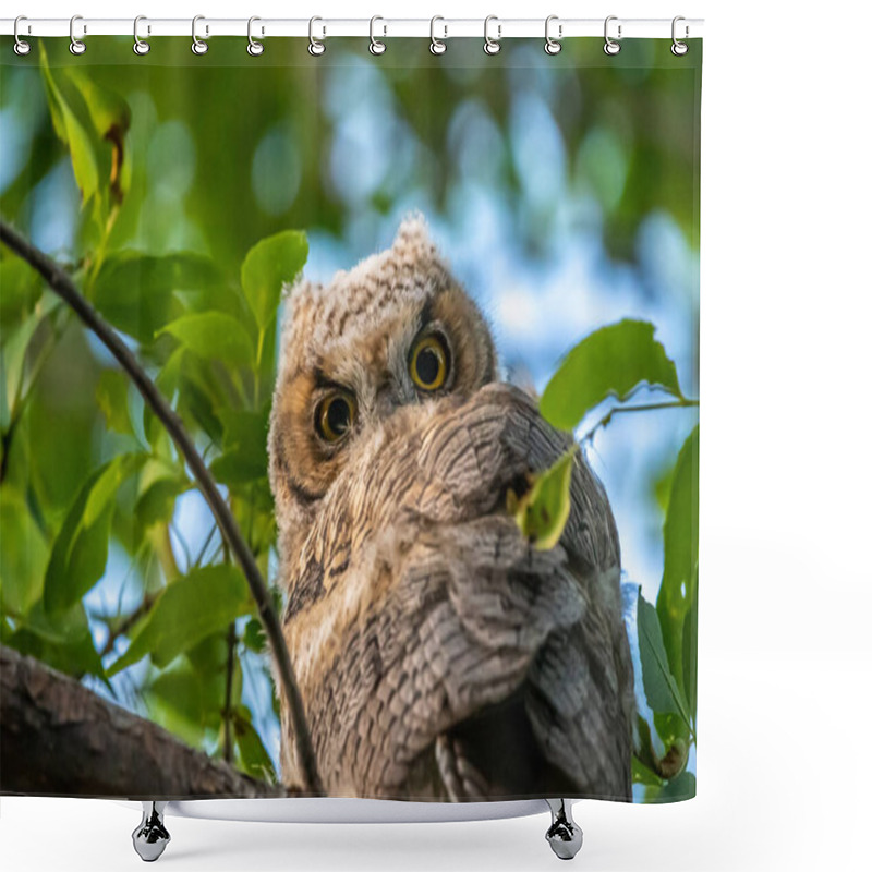 Personality  Western Screech Owl Near Mount Pleasant City, Utah Shower Curtains