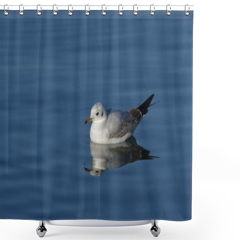 Personality  Black-headed Gull -  (Chroicocephalus Ridibundus)  Shower Curtains