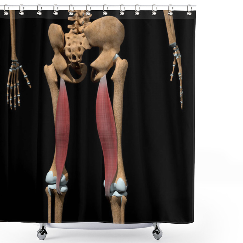 Personality  This 3d Illustration Shows The Semimembranosus Muscles On Skeleton Shower Curtains