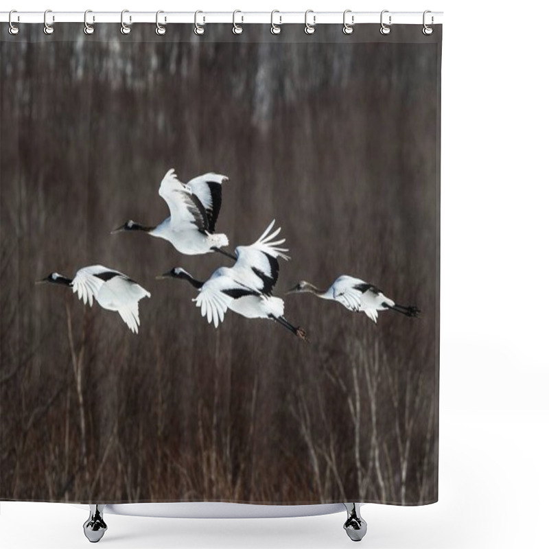 Personality  Red Crowned Cranes (grus Japonensis) In Flight With Outstretched Wings Against Forest, Winter, Hokkaido, Japan, Japanese Crane, Beautiful Mystic National White And Black Birds, Elegant Animal Shower Curtains