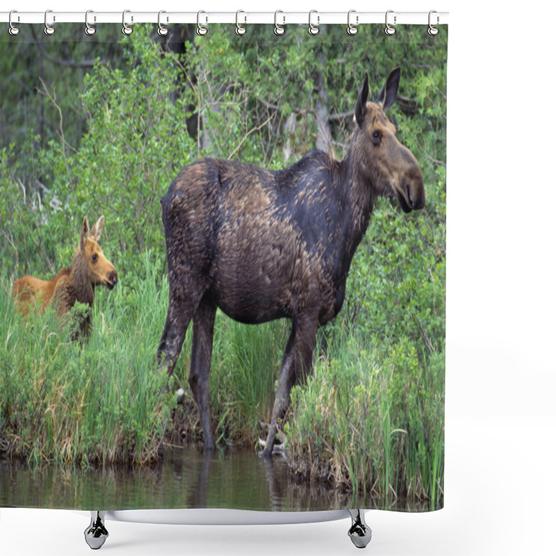 Personality  Moose Calf And Cow Shower Curtains