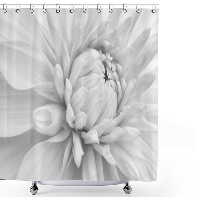 Personality  Dahlia Bloom. Flower Petals Close-up. Light Vegetal Background. Pale Black And White Plant Wallpaper. Macro Shower Curtains