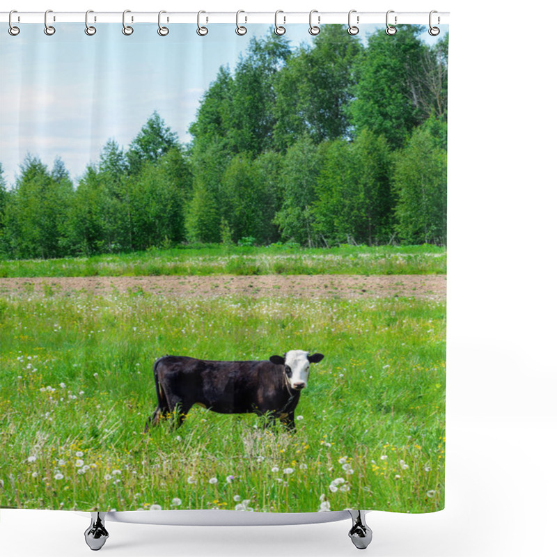 Personality  Young Calf On A Green Field Shower Curtains