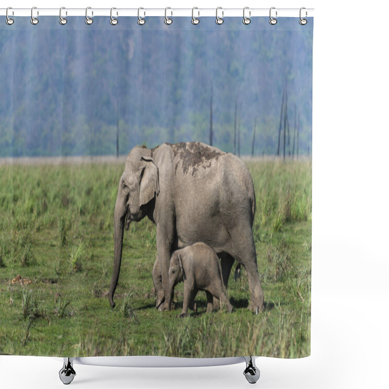 Personality  Protecting Mother Elephant, Dhikala, Jim Corbett National Park, Nainital, Uttarakhand, India Shower Curtains