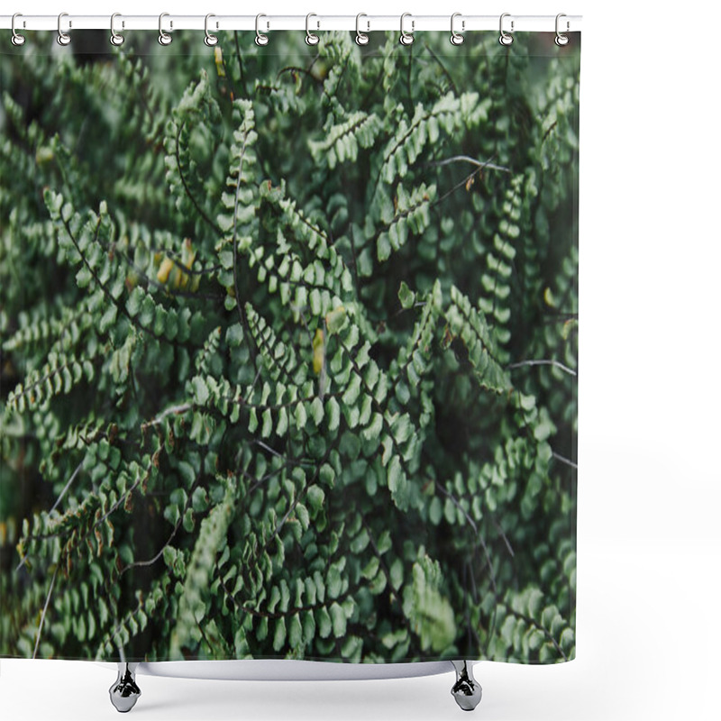 Personality  Close Up Of Green Ferns Leaves In Garden Shower Curtains