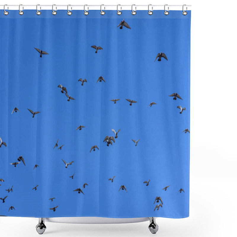 Personality  There Are Pigeons Flying In Bright Blue Sky Without Any Clouds. Shower Curtains