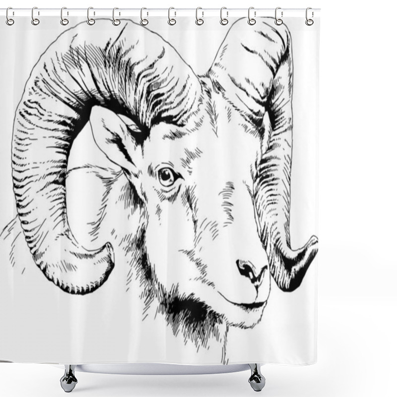 Personality  Mountain Sheep With Horns Ink-drawn Sketch By Hand, Objects With No Background Shower Curtains