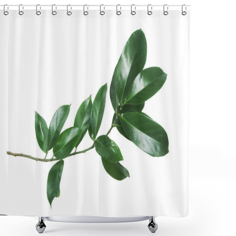 Personality  Branch Of Green Leaves Isolated On White Background. Shower Curtains