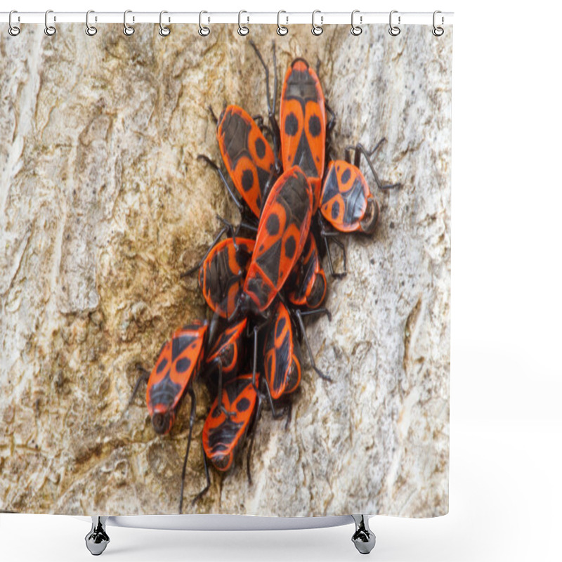 Personality  Group Of Firebugs (Pyrrhocoris Apterus) Shower Curtains