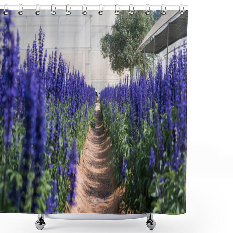 Personality  Blooming Mountain Lavender In A Greenhouse Shower Curtains