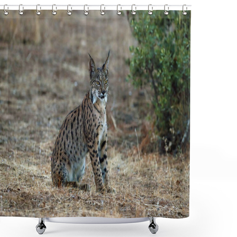 Personality  The Iberian Lynx (Lynx Pardinus), Young Lynx In Yellow Grass. Young Iberian Lynx In The Autumn Landscape. Shower Curtains