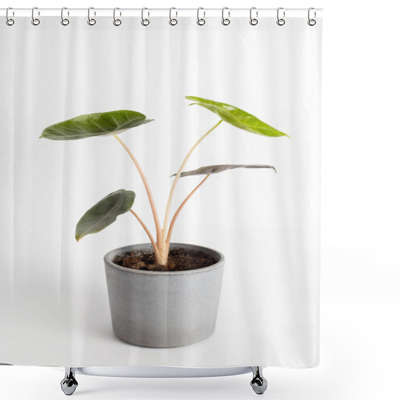 Personality  Alocasia Baginda Pink Dragon - Pfeilblatt On White Background Isolated , Potted Plant  Shower Curtains