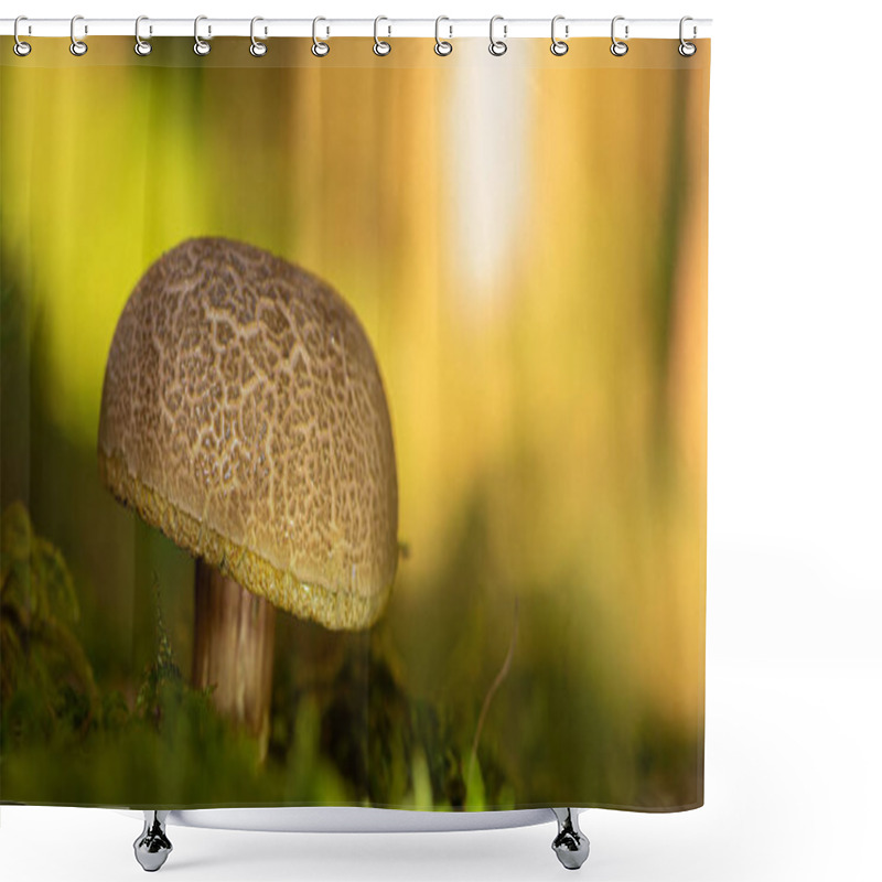 Personality  Beautiful Mushroom In Atmospheric Environment. Latin Name Xeroco Shower Curtains