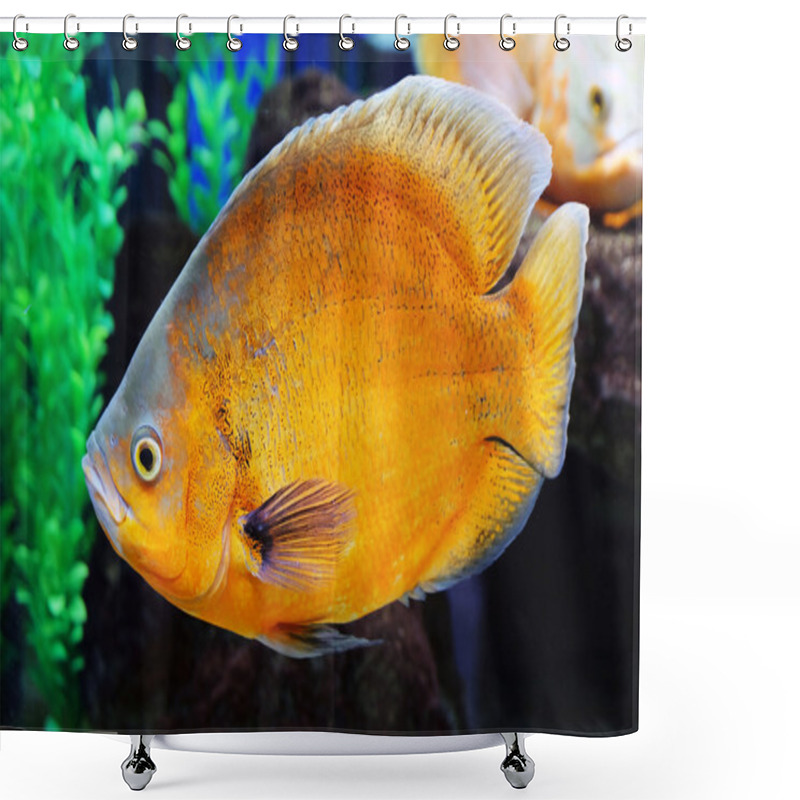 Personality  Underwater World - Exotic Fish In An Aquarium Shower Curtains