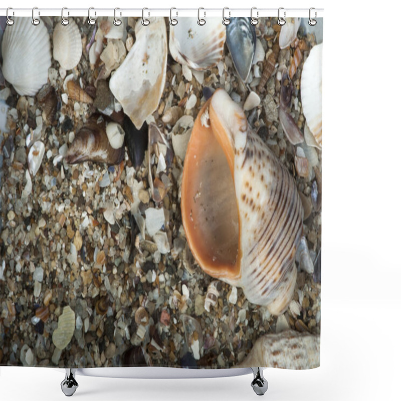 Personality  Scattered Seashells And Rapanas Shower Curtains