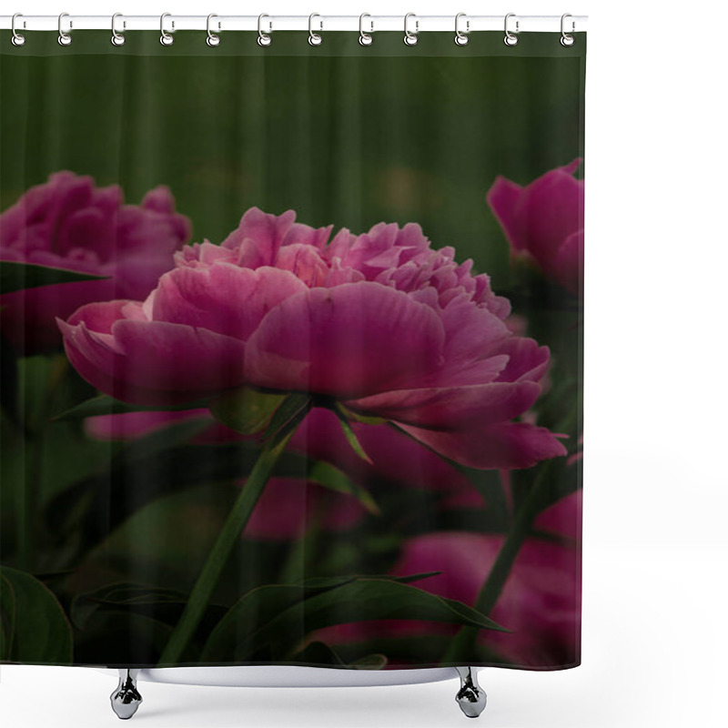 Personality  A Stunning Close-up Of A Pink Peony Flower In Full Bloom, Showcasing Its Soft Petals And Intricate Details. A Perfect Symbol Of Elegance And Natural Beauty. Shower Curtains