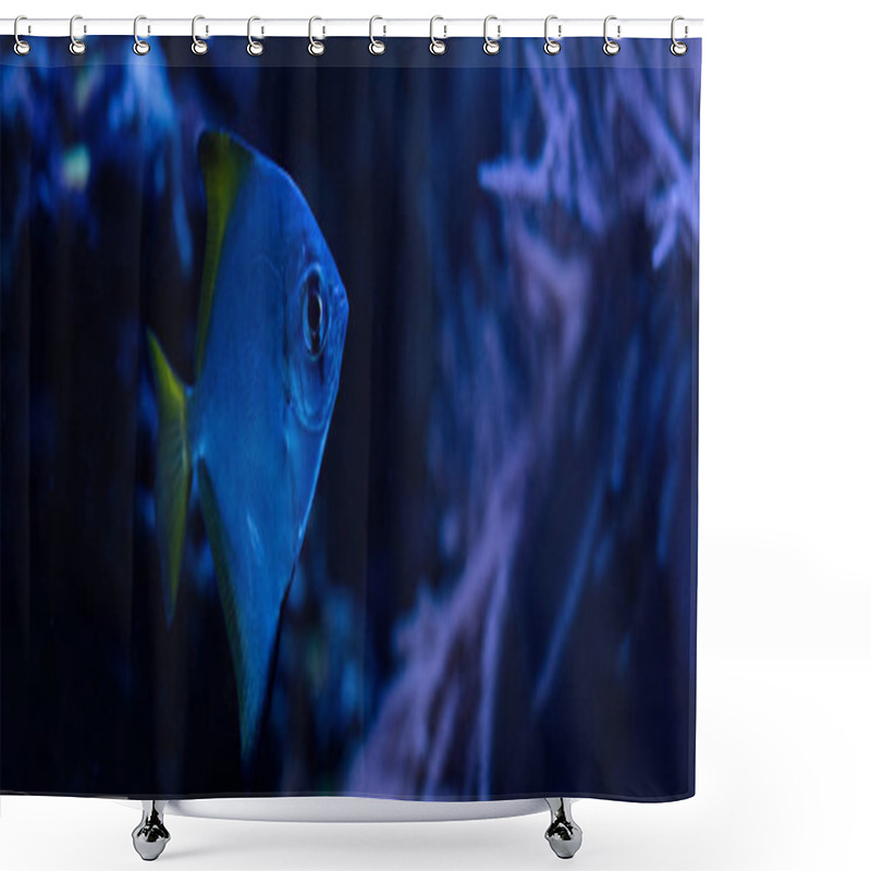 Personality  Exotic Fish Swimming Under Water In Dark Aquarium With Blue Lighting, Panoramic Shot Shower Curtains