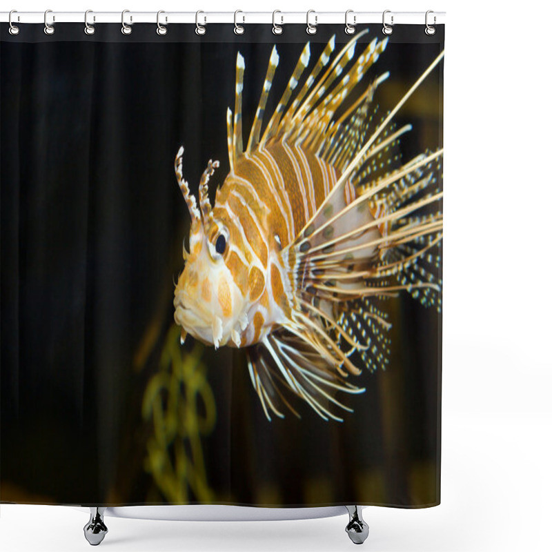 Personality  Lion Fish In Aquarium Shower Curtains