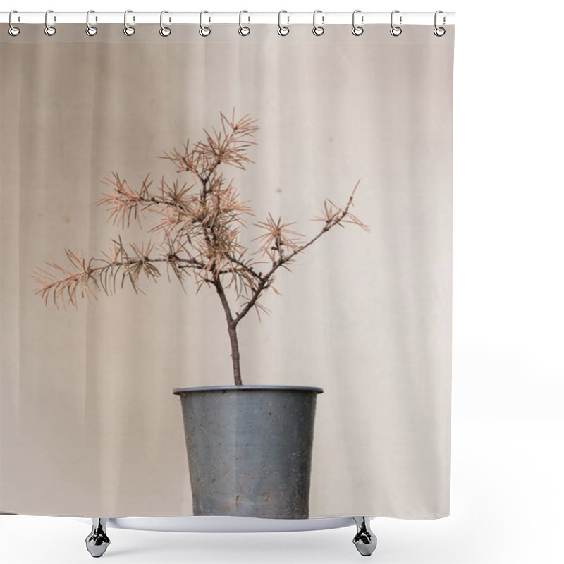 Personality  Dried Plant In A Pot On A Light Background Shower Curtains