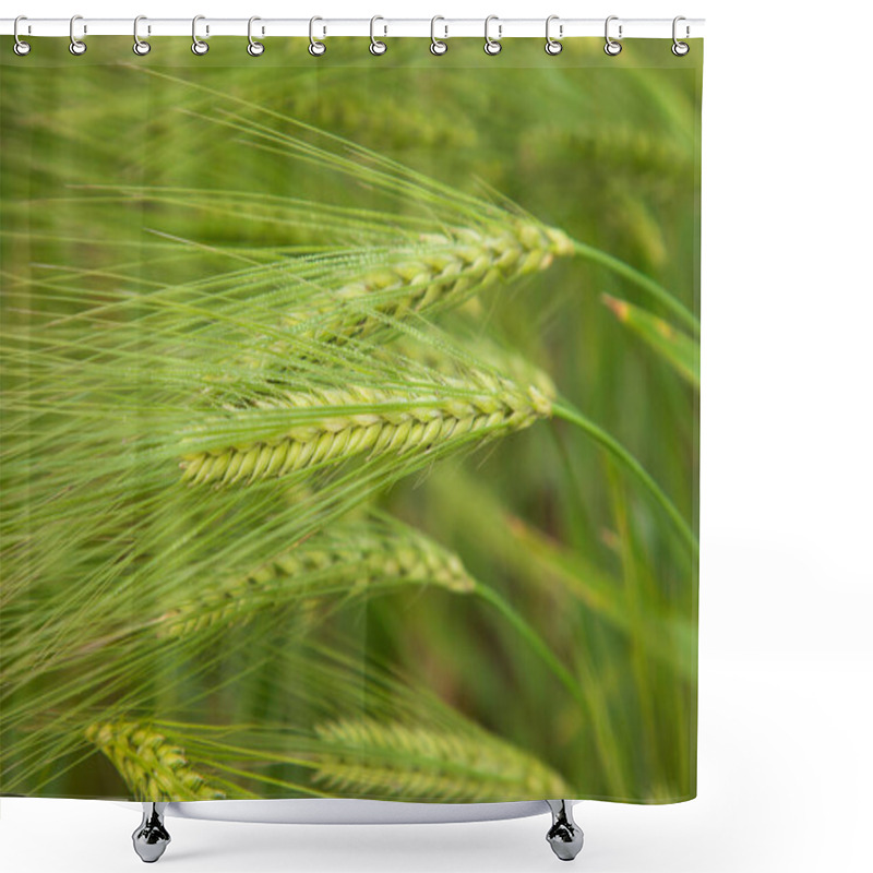 Personality  Winter Morning Dew-wet Barley Spike In The Harvest Field. Selective Focus Shower Curtains