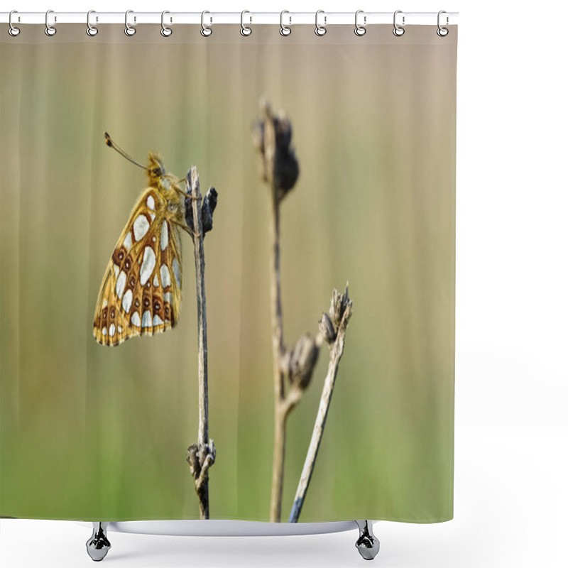 Personality  Photos Of Butterflies Feeding On Flowers Shower Curtains