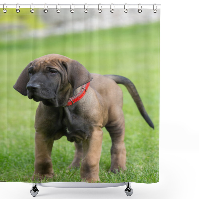 Personality  Young Puppy Of Fila Brasileiro (Brazilian Mastiff) Shower Curtains