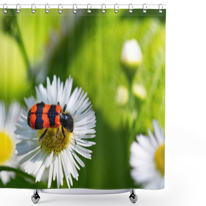 Personality  In A Sunlit Garden During Early Spring, A Striking Beetle With Vivid Red And Black Stripes Delicately Inches Along The Petals Of A White Daisy. Shower Curtains