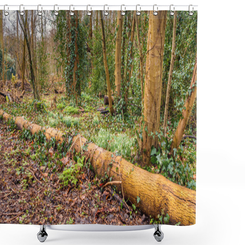 Personality  Fallen Tree Trunk Nestled In A Tranquil Forest, Surrounded By Lush Foliage And Natural Textures. Captures The Beauty And Serenity Of Untouched Wilderness. Shower Curtains