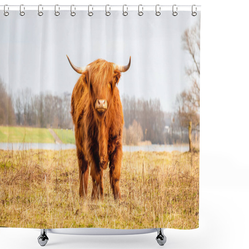 Personality  Scottish Highlander A Beautiful Brown Wild Cow With Huge Horns In The Swampy Grass Near The Rainy River IJssel In The Nature Reserve Near Fortmond, The Netherlands Shower Curtains