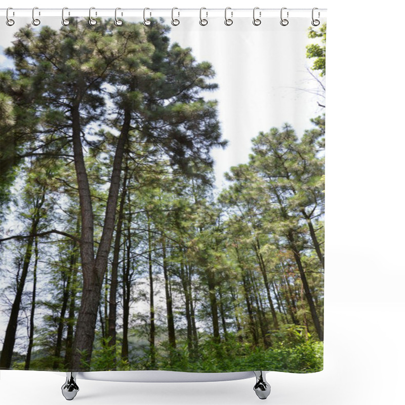 Personality  Pine Trees Shower Curtains