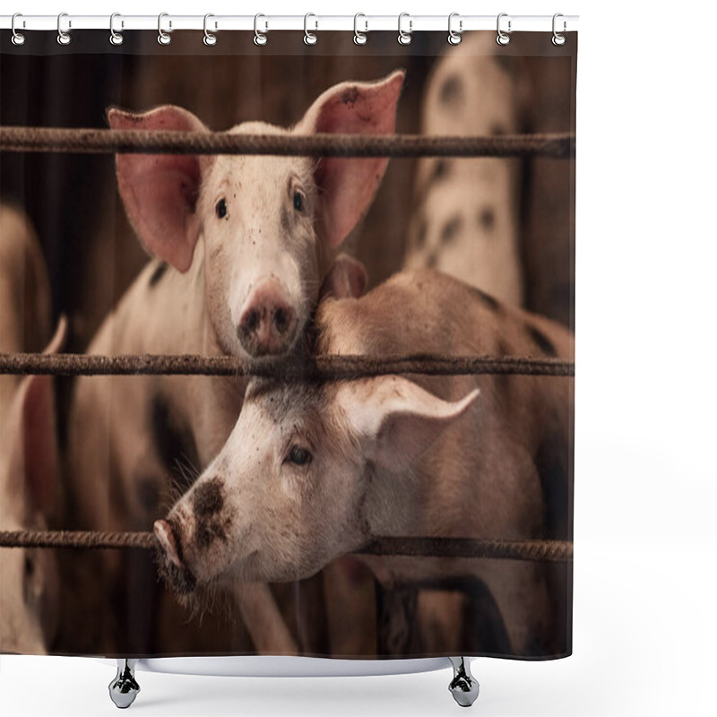 Personality  Domestic Pigs On A Pig Farm. Meat Industry. The Concept Of Farm Life And Animal Husbandry, Close-up Shower Curtains