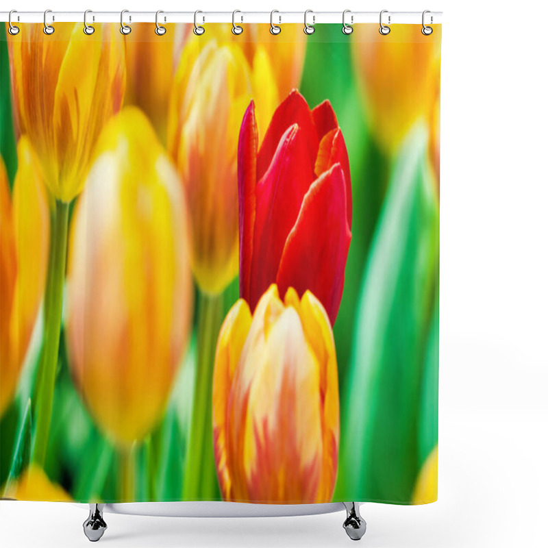 Personality  Yellow And Orange Tulips Blooming Brightly In A Lush Garden Surrounded By Green Leaves, Showcasing The Vibrant Beauty Of Spring. Shower Curtains