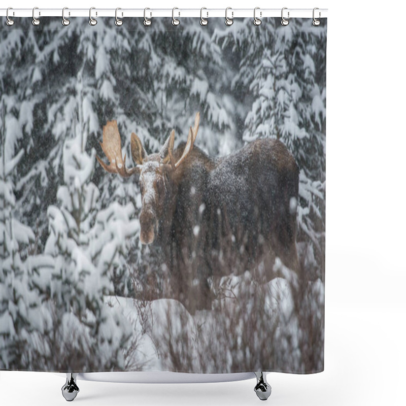 Personality  Moose  In Wild, Animal. Nature, Fauna Shower Curtains