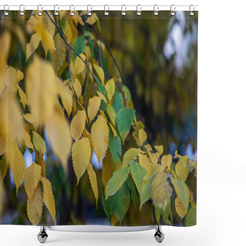 Personality  A Cascade Of Yellow And Green Birch Leaves Creates A Soft, Layered Texture, Set Against The Bokeh Of A Tranquil Park In The Gentle Light Of Autumn. Shower Curtains