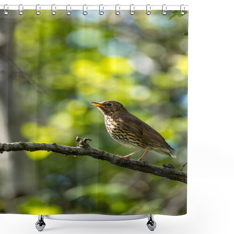 Personality  The Song Thrush (Turdus Philomelos) Eats Insects, Snails, And Berries. Photographed In Father Collins Park, Dublin. Shower Curtains