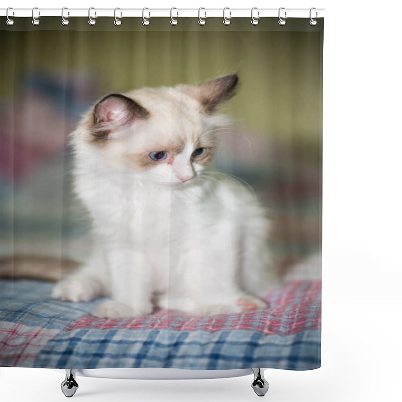 Personality  Small Two Month Old Ragdoll Kitten At Home Shower Curtains