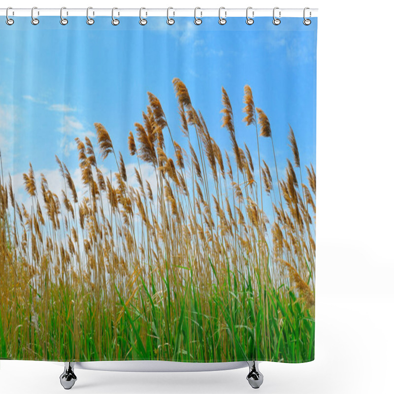 Personality  Beautiful Landscape With Lakes, Swamps And Reeds Shower Curtains