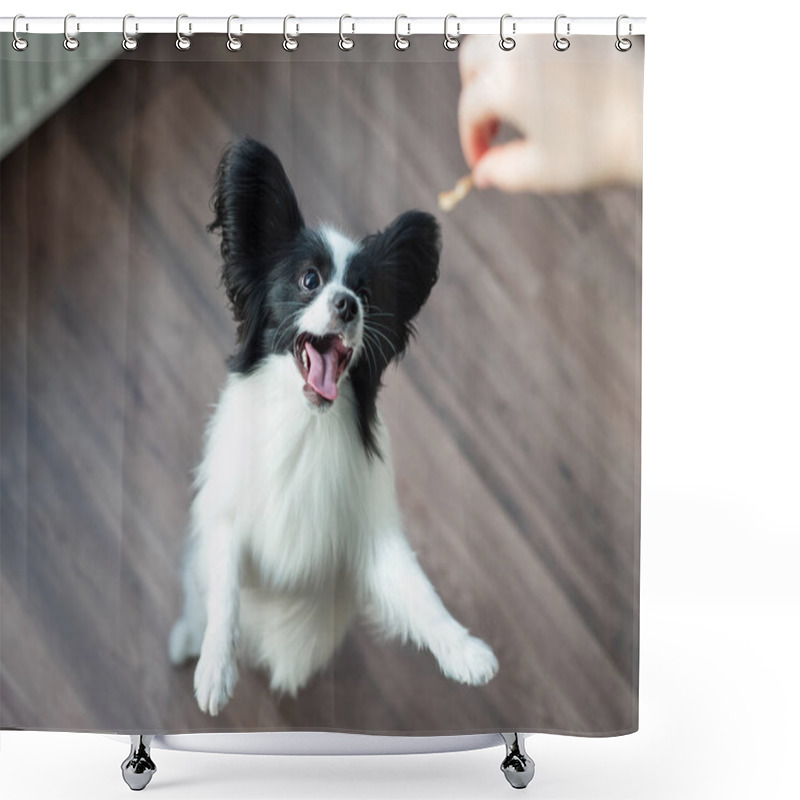 Personality  The Papillon Dog Plays And Jumps. Top View Shower Curtains