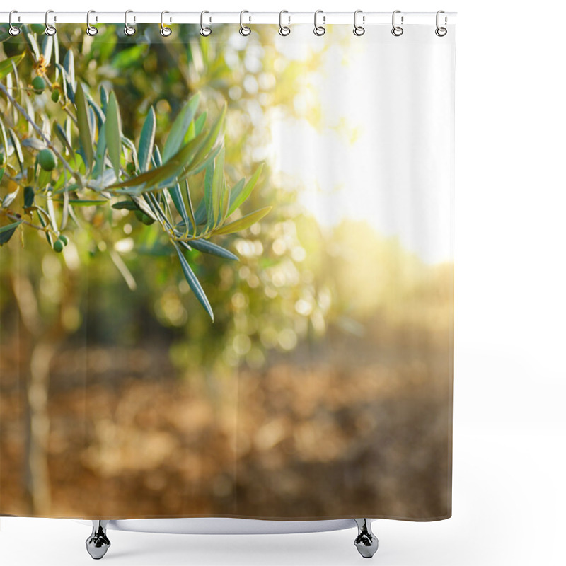 Personality  Olive Trees Garden Shower Curtains