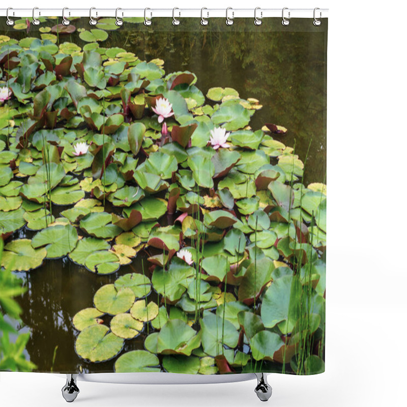 Personality  Beautiful Pink White Waterlily Or Lotus Flower On A Pond That Can Be Used With Text Or As A Background. Shower Curtains