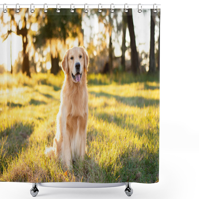 Personality  Golden Retriever Dog Enjoying Outdoors At A Large Grass Field At Sunset, Beautiful Golden Light Shower Curtains