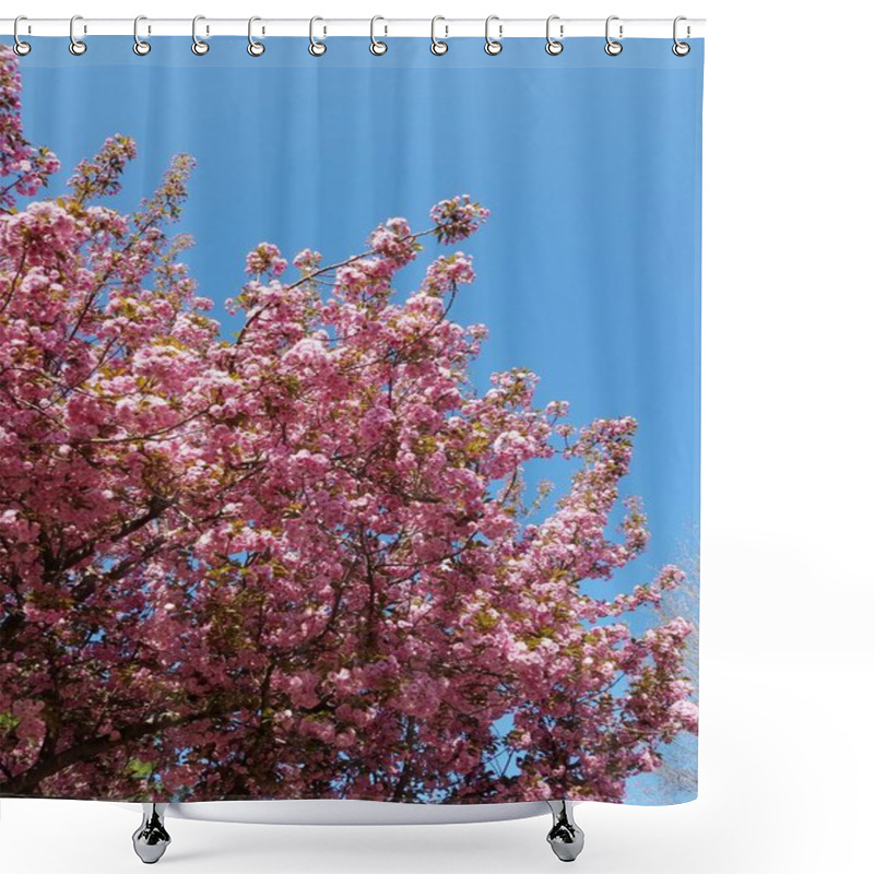 Personality   Japanese Cherry Blossom In Spring  Shower Curtains