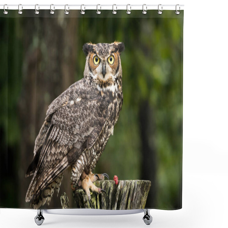 Personality  Close Up View Of Majestic Owl Shower Curtains