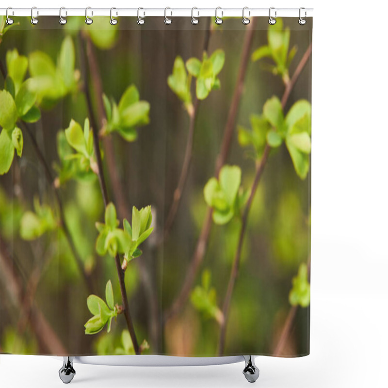 Personality  Close Up Of Green Blooming Leaves In Sunlight On Tree Branches In Spring Shower Curtains