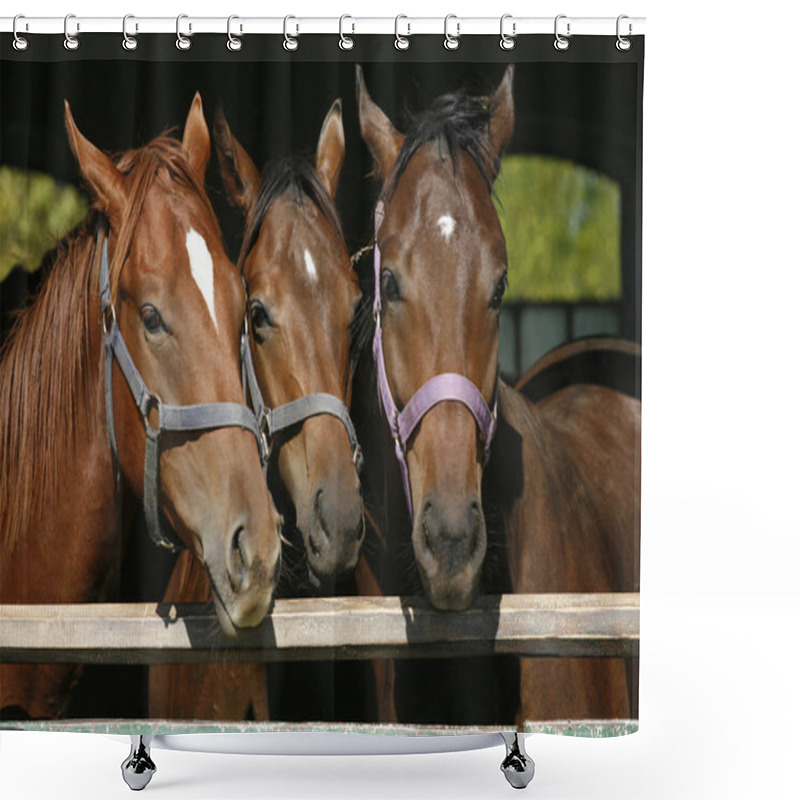 Personality  Thoroughbred Young Horses Looking Over Wooden Barn Door In Stabl Shower Curtains